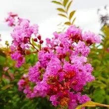 Liliac Indian Pomisor -Pink Roz