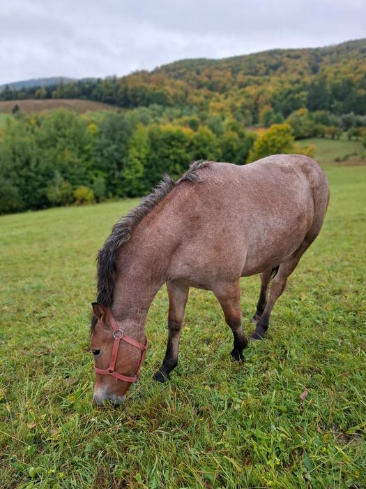 Am Mânză de vanzare