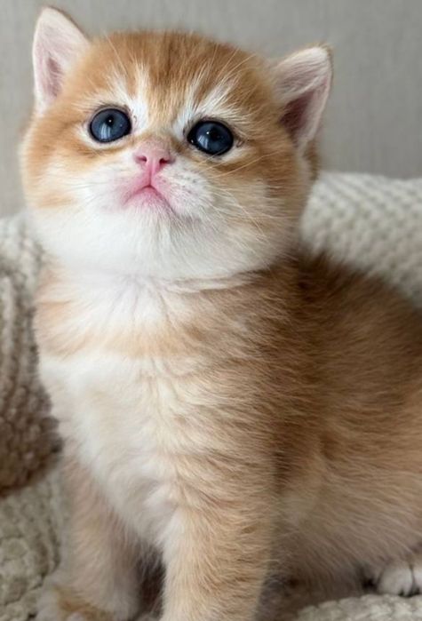 Шикарный Британец Золотая Шиншилла NY12