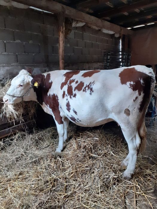 Vând vacă gestantă