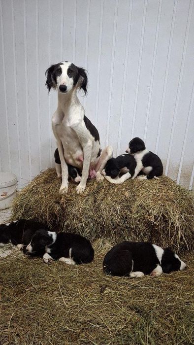 Отдам щенков тазы в добрые руки