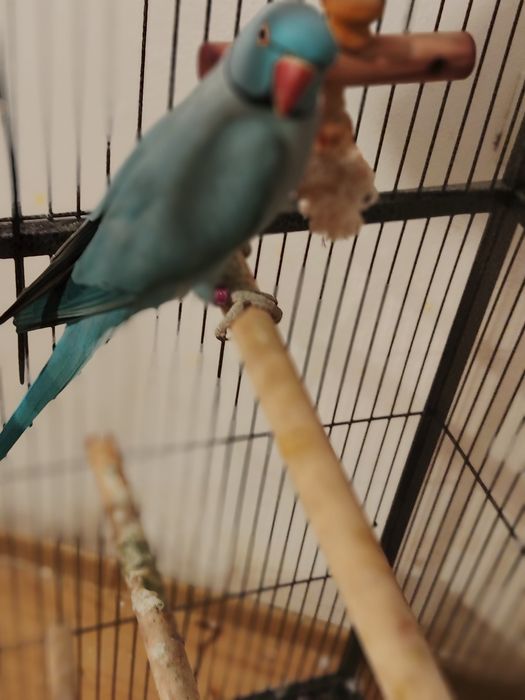 Vând papagal micul Alexandru albastru