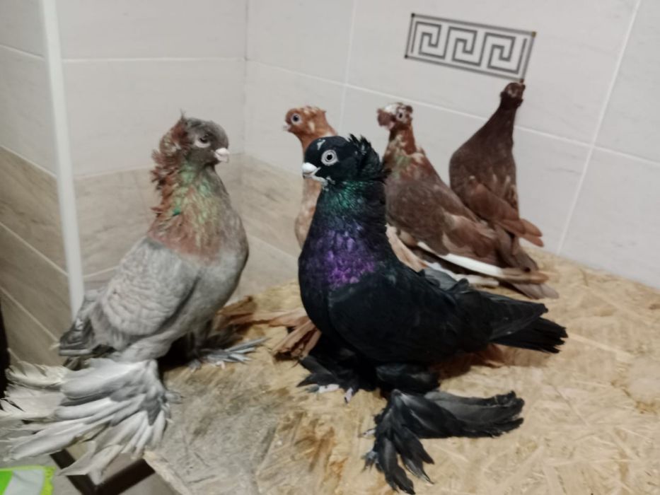 Продам    голубей