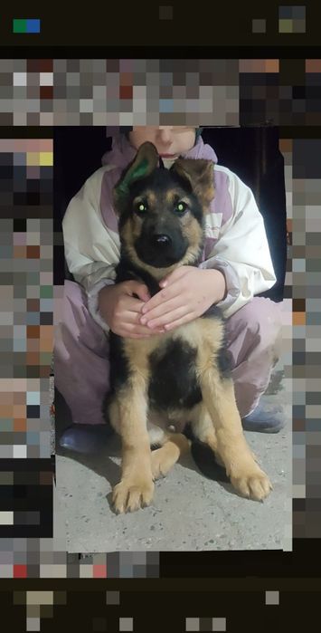 Щенки немецкой овчарки с документами кобель/щенок