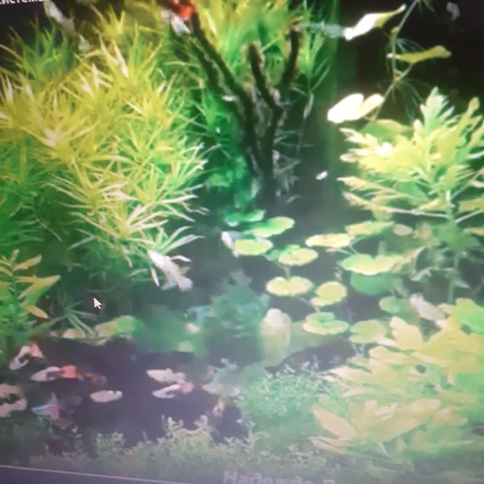 Продам акварюм 70 литровый с рыбками компрессор и светильник