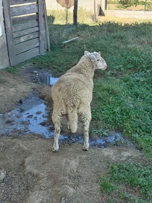 Berbec de rasa de vânzare