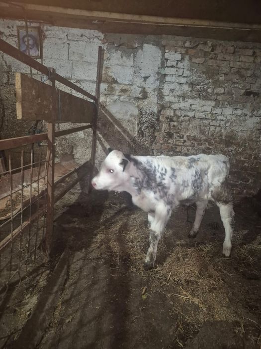 Vând vițel belgian