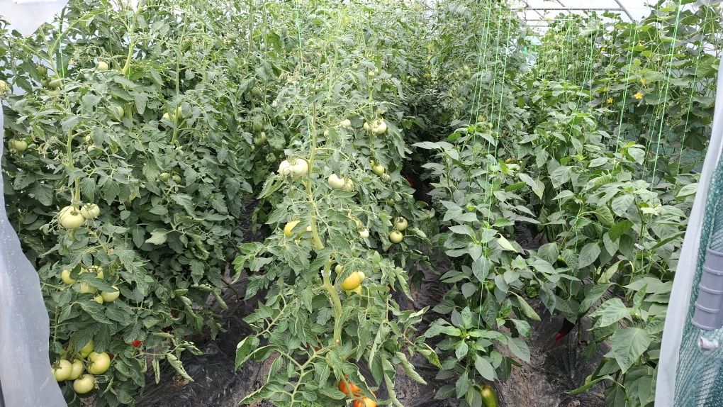Vînd roșii bio producție  proprie
