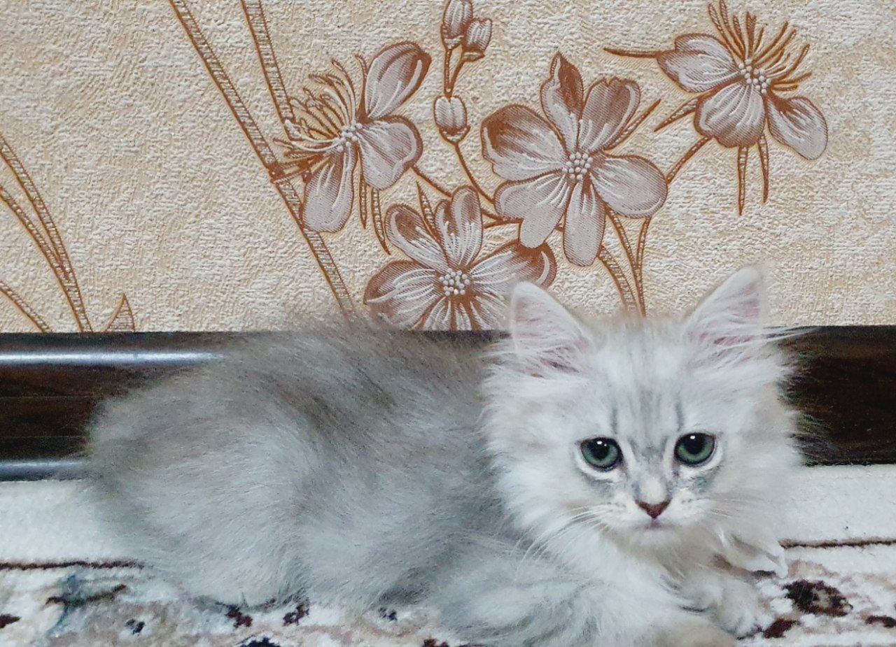 Британский страйт флот