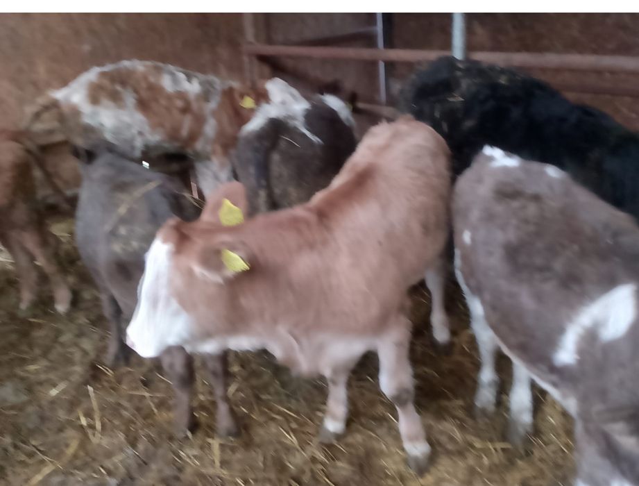 vând vitei rasa baltata romaneasca