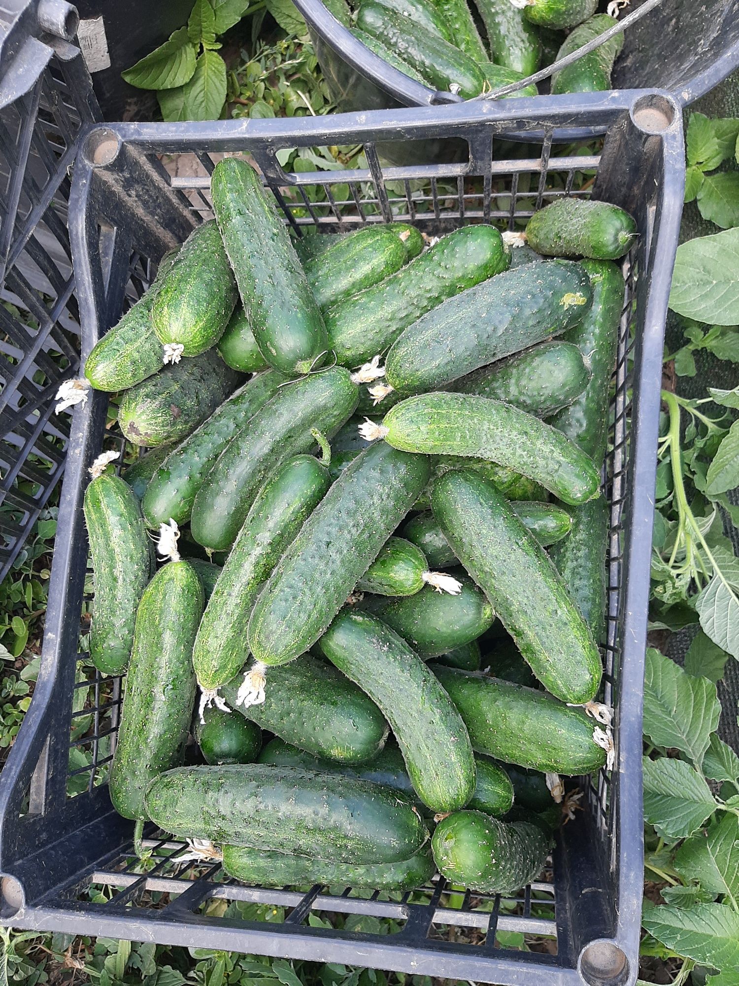 Castraveti 2,5 lei kg