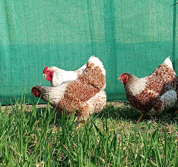 Ищете эффектных и продуктивных куры  для своего хозяйства?
Предлагаем