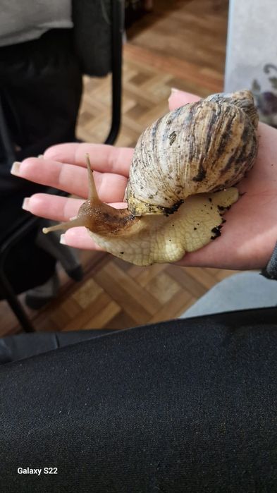 Улитка Ахатина. Продаю улиток