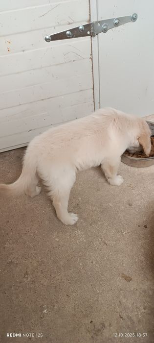 Голдън ретривър бебе