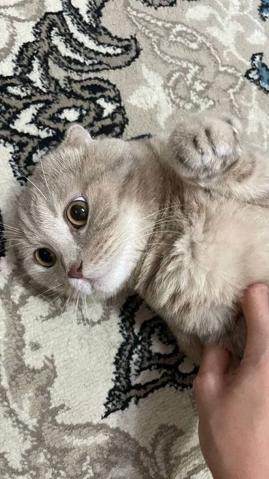 Синба ровно 1 год