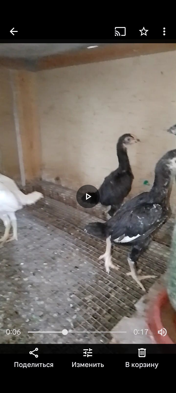 Продаются цыплята Ко Шамо