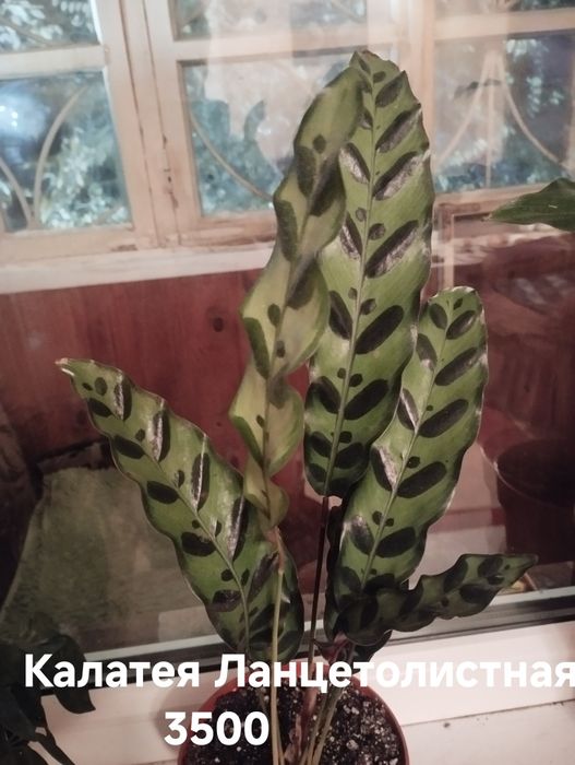 Продам комнатные растения.