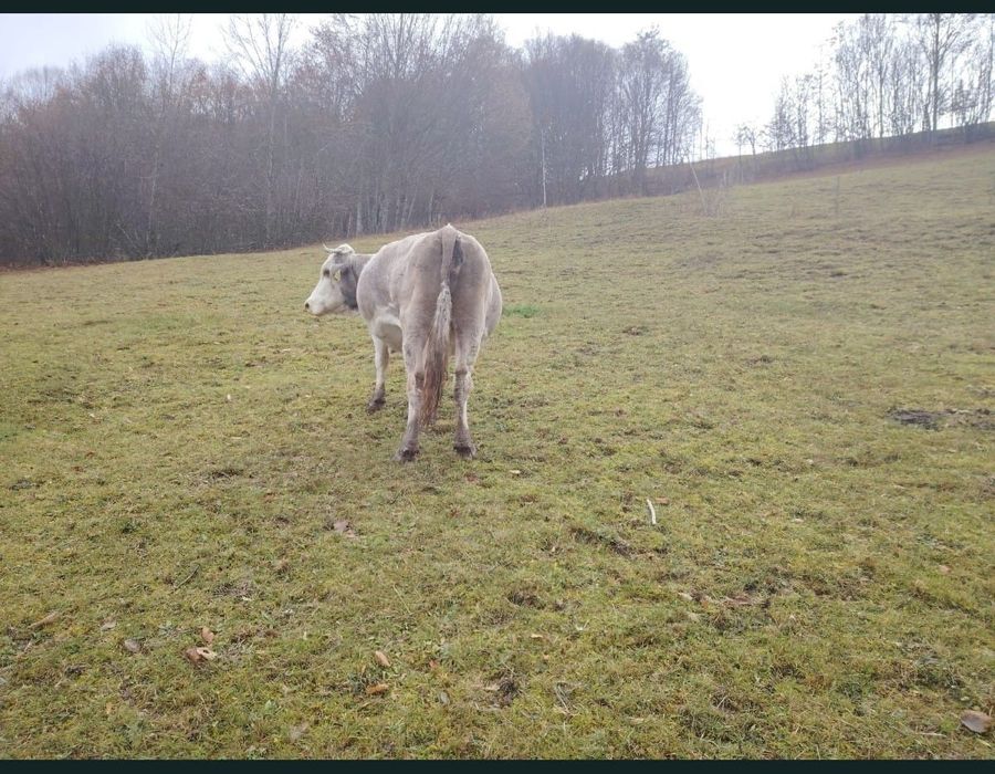 Vând vacă de 6 ani