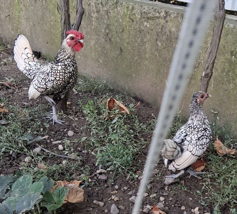 Cocoșei pe Argintiu caută căsuța- 100 lei, Cocoșei +Gaină 250 lei