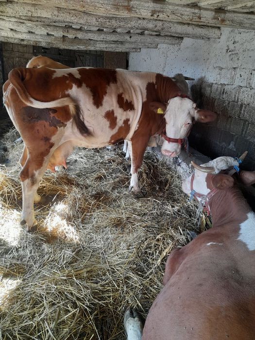 Vaca de vanzare.
