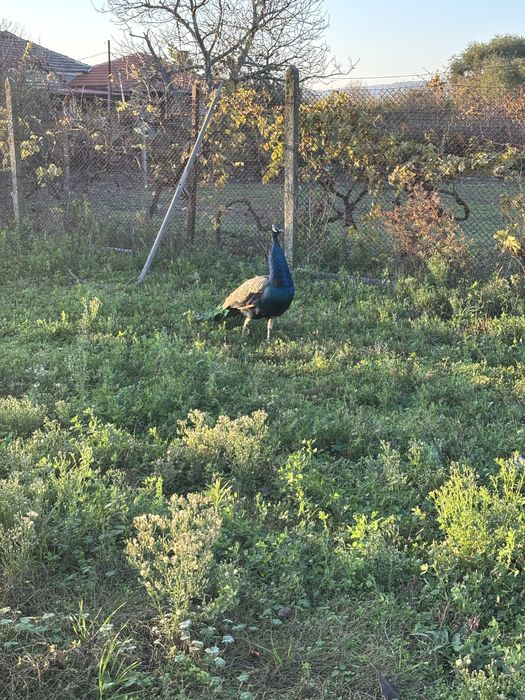 Чифт пауни мъжки женски