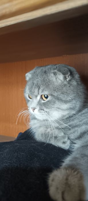 Skottish fold sotiladi erkak