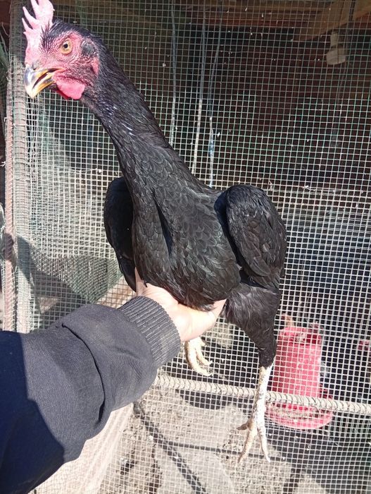 Шланг товук сотилади