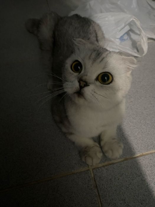 Шотландский мысык 20мың