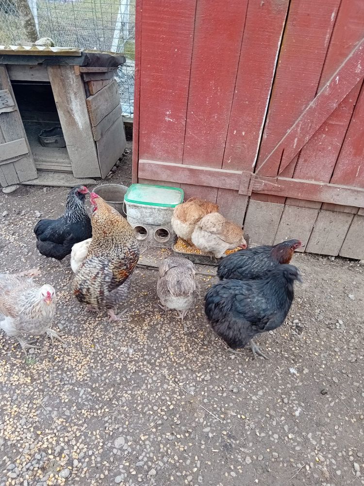 Oua Araucana de incubat