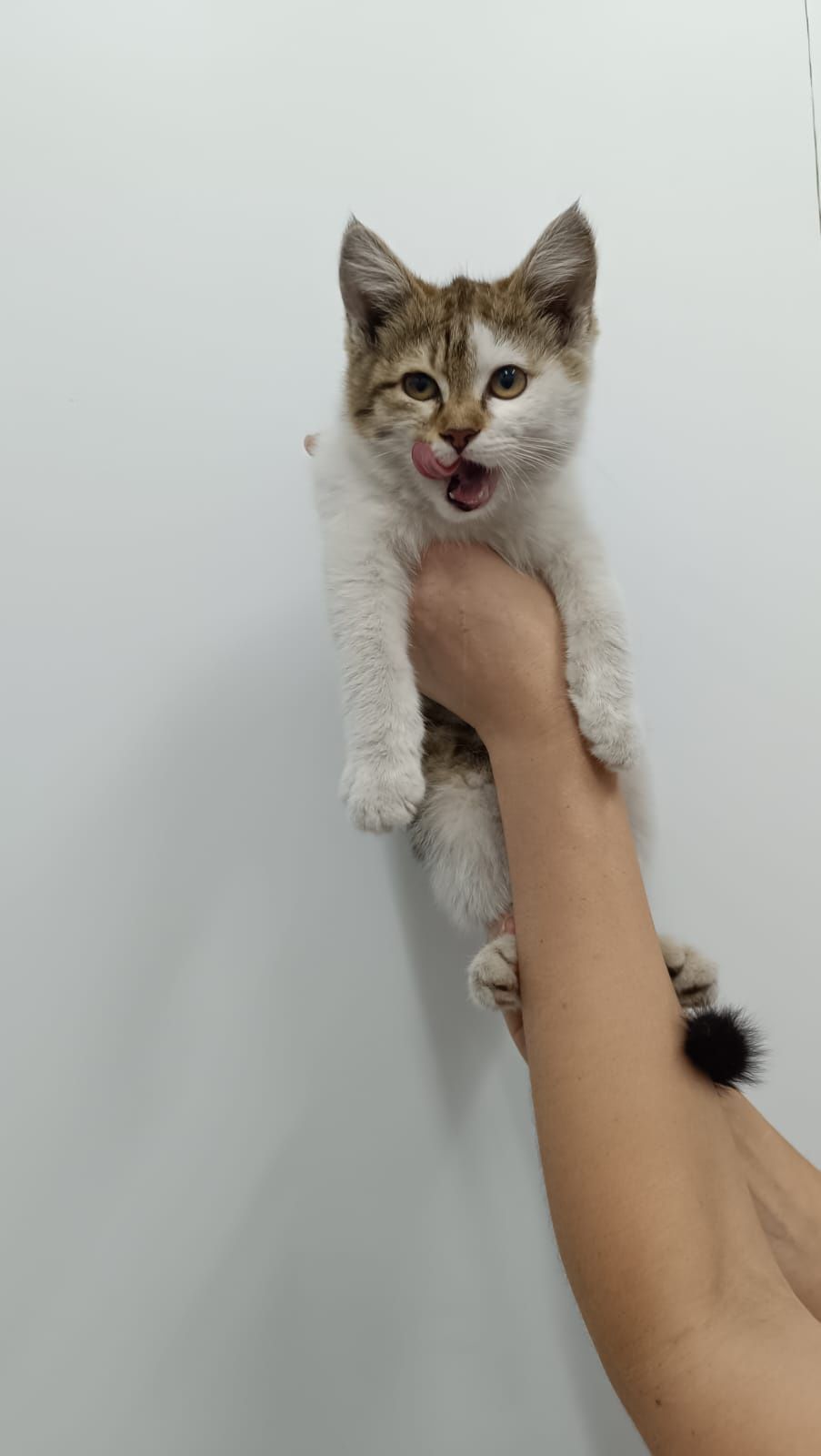 Отдается котенок девочка в добрые руки
