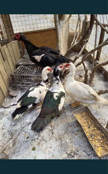 Matase japoneza/rate+1 ratoi/Porumbei frumusete 120 ron/perechea