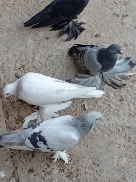 Голубы кептер лед игра, разные виды