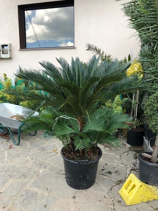 Palmier cycas avem mai multe dimensiuni