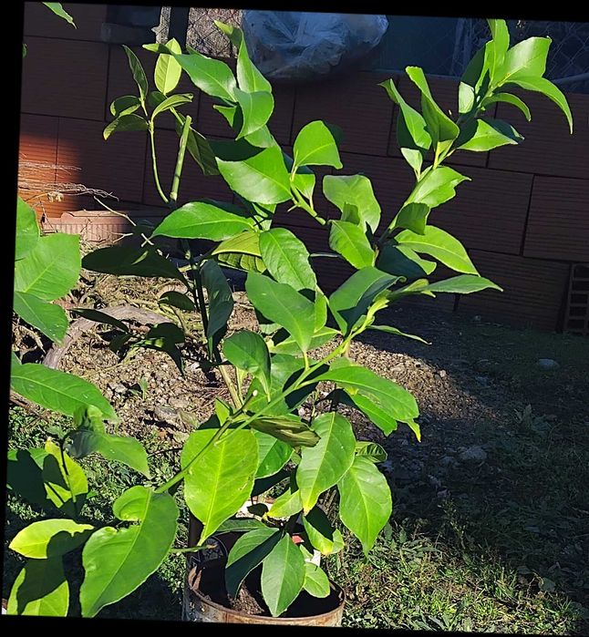 Лимонени дръвчета