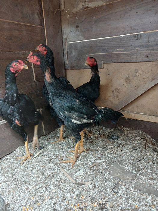 Qoni toza qoratoylar sotildi