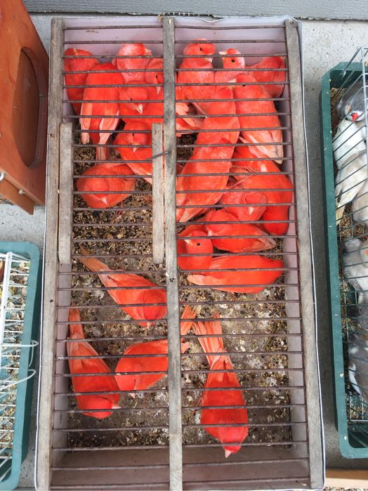 Canari Pui si Maturi, Masculi si Femele!!!