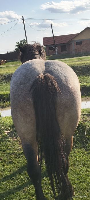 De vânzare iapă grea