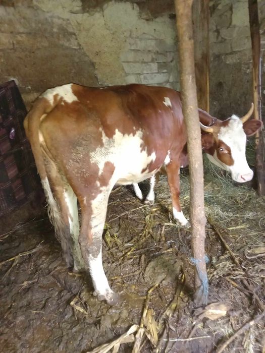 Vaca tânără la prima fatare cu vitea două luni .se vand in prima si se