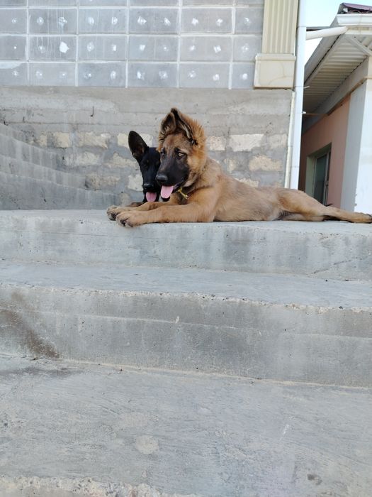 Продам метис Бельгийской овчарки и немецкого дога девочка 6 месяцев