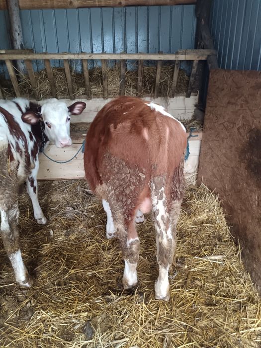 Vând trei taurasii de 5 luni pentru detalii la număr de telefon 075161