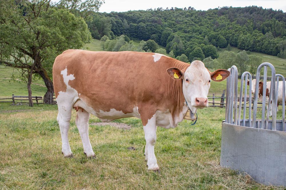 Vaci și juninci de vânzare