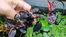 Plante acvariu Bucephalandra pachet 10+ soiuri, Bolbitis