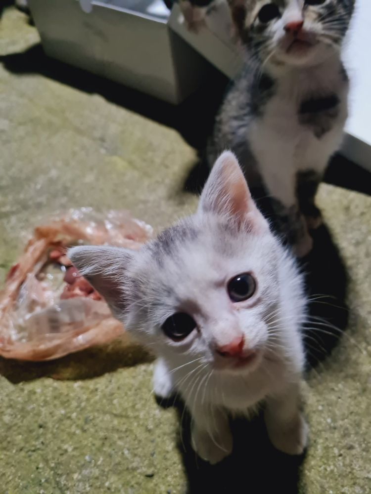 Spre adoptie 3 puiuti de pisicuta