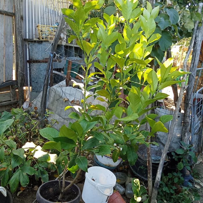 Vând dafinii și niște lamai (citiți descrierea)!!