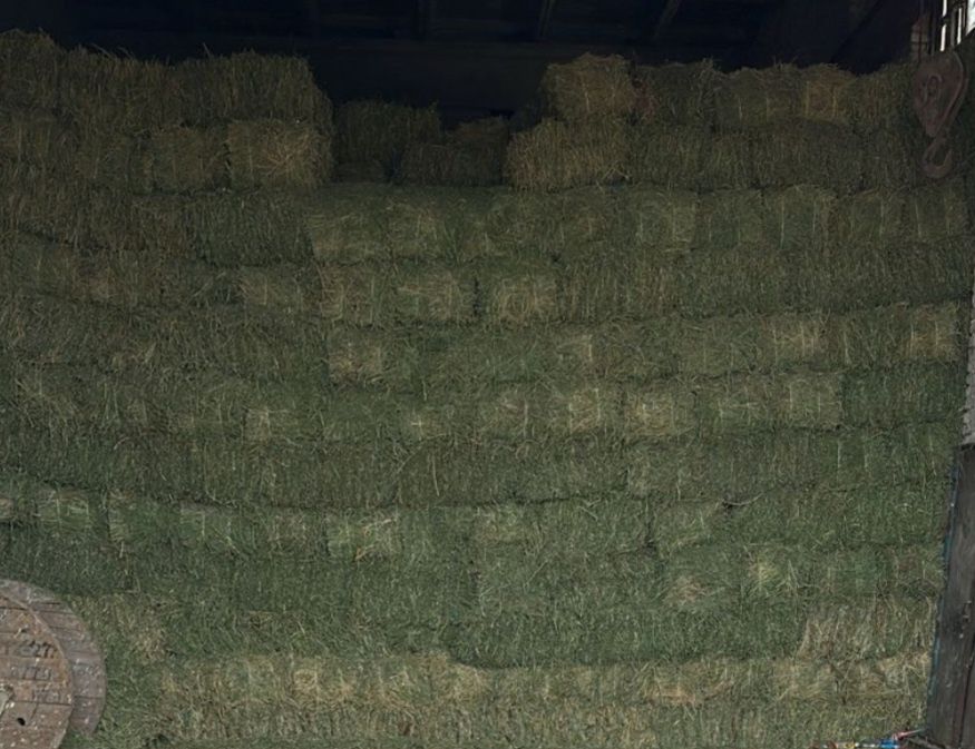 Жоңышқа (Клевер)