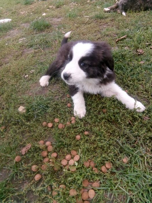 Подарявам кученце каракачанка на три месеца.