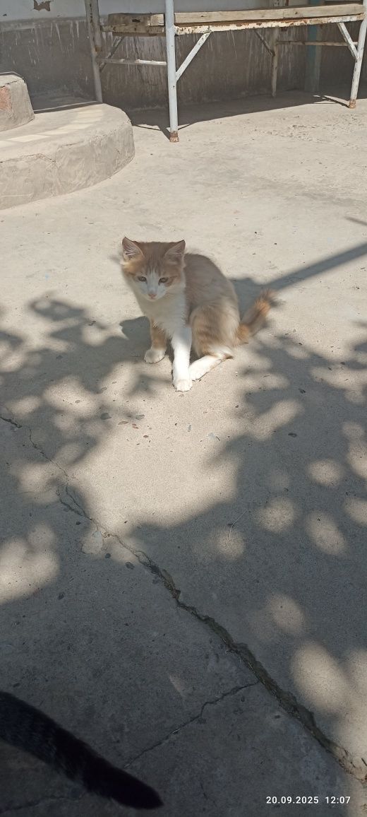 Отдам котят в добрые руки