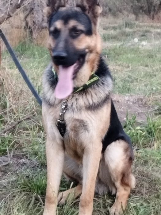 Чистокровный Авчарка Кобель 8 месяц