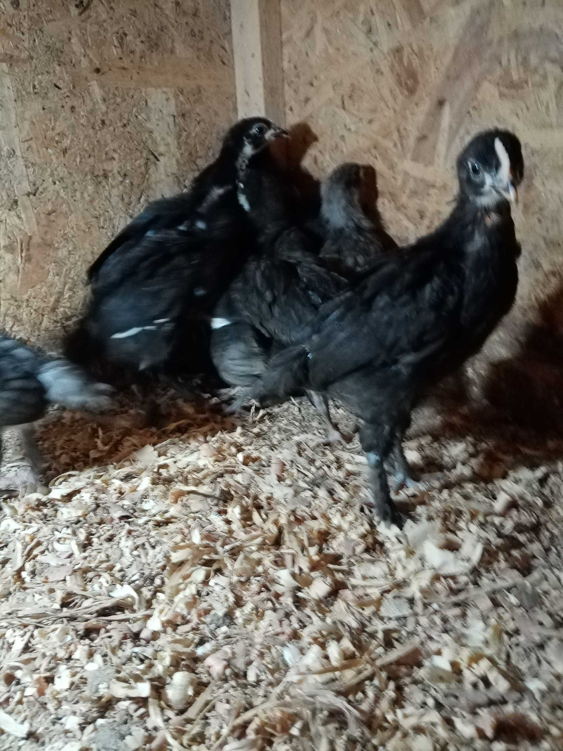 Vând pui de găină australorp