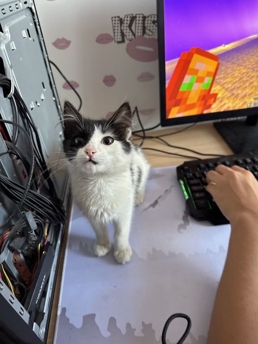 отдам котенка в добрые руки